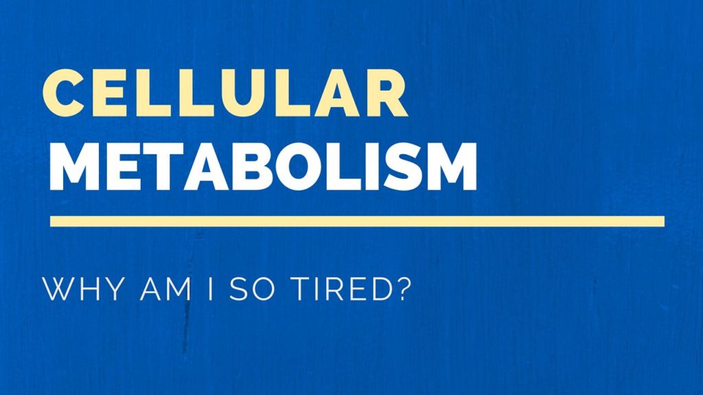Why am I so tired | Cellular Metabolism