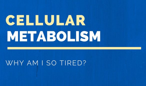 Why am I so tired | Cellular Metabolism
