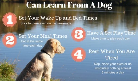 4-Tips-To-Manage-Stress-You-Can-Learn-From-A-Dog
