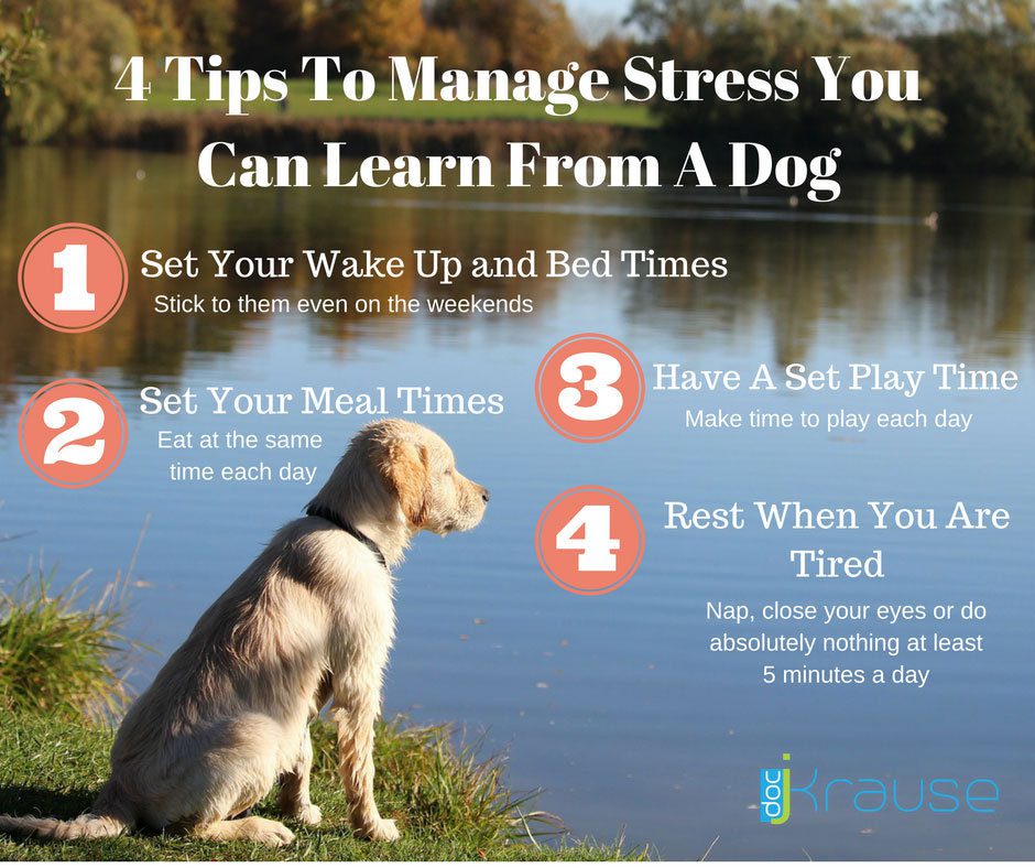 4-Tips-To-Manage-Stress-You-Can-Learn-From-A-Dog